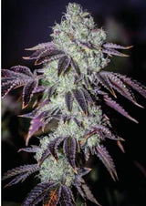 Purple Punch - Feminisierte Samen - Indica